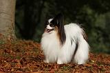 EPAGNEUL PAPILLON 029